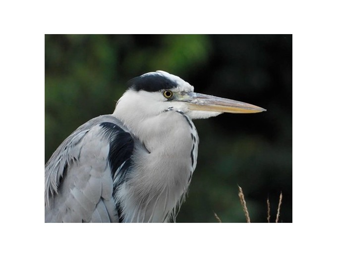 NIKON Coolpix P1100 CMOS 16MP 24-3000 f 28-8