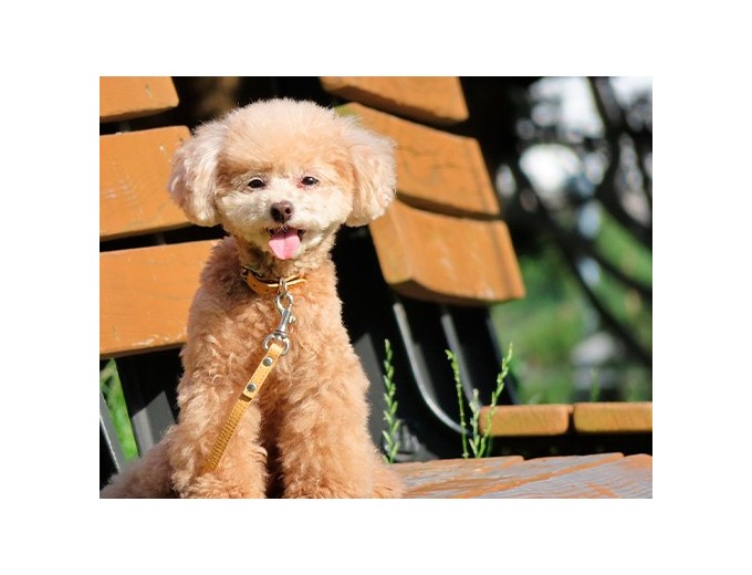 CANON PowerShot SX740 HS Noir mos 20mp 24-960