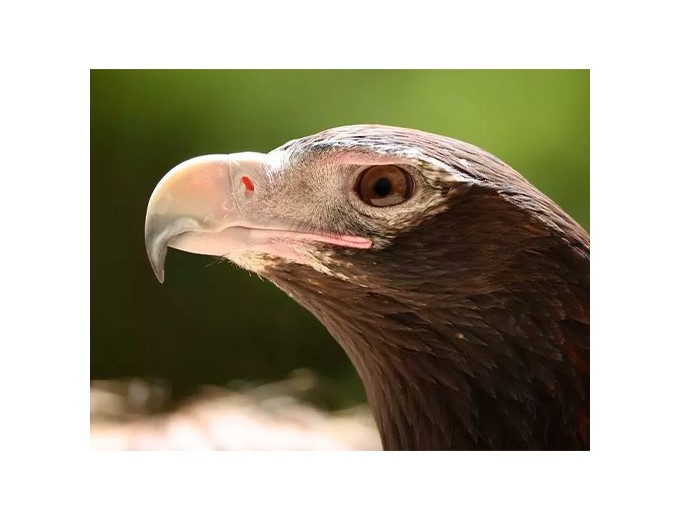 Objectif CANON RF 200-800MM F 63-9  IS USM