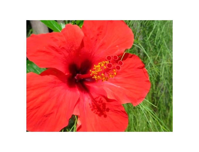 CANON Ixus 285 HSA Silver C-mos 20 mP 25-300