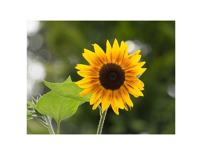 KODAK PIXPRO FZ55 Black