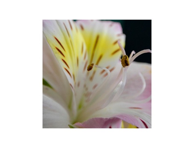 PANASONIC DC-FZ82 DEK avec chargeur et cable USB-C