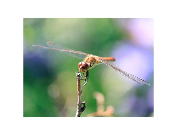 Objectif CANON RF-S 55-210 mm f 5-7.1 IS STM